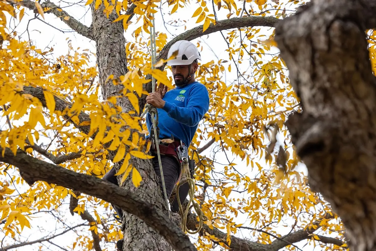Skilled Tree Pruning crew working in Warren